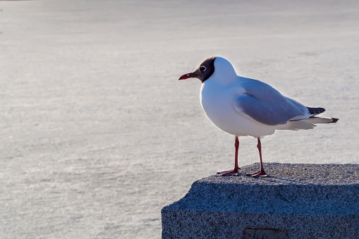 Birds seagull sitting on a stone