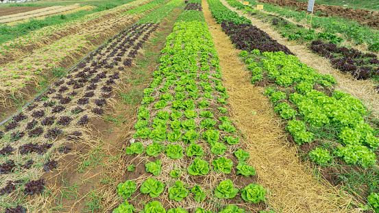 Photographs of the location, fields, gardens, long rows of vegetable plots with various types of vegetables. Cabbage, salad, seedlings, and plants that have just had their seeds buried are separated