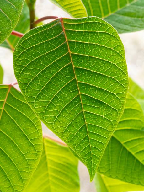 istock green leaf background with sunlight in a sunny day outdoors 1949619476