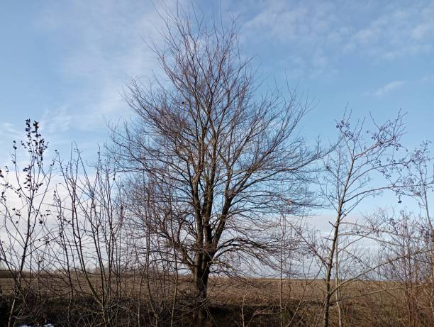 istock Landscape of a lonely tree in winter with bare branches on a background of a blue sky. A tree among dry grass and endless space around. 1949628880