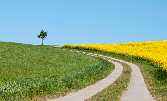 Rural country lane in the middle of a rapeseed field. Typical landscape of the Upper Austrian central region.