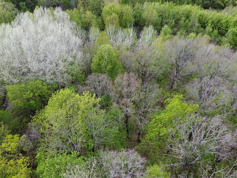 A variety of trees in the spring forest, aerial view. Forest of temperate climatic zone.