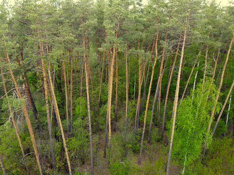 Tall pine trees in the coniferous forest in spring, aerial view.