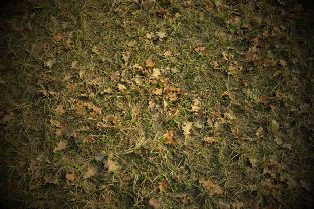 Dry oak leaves on the withering autumn grass. Background, vignette.