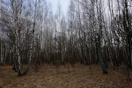 Birch grove on a spring evening. Leafless trees at dusk. Overcast weather.