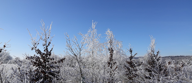 Beautiful alpine winter forest panoramic with deep snow and a bright blue sky.