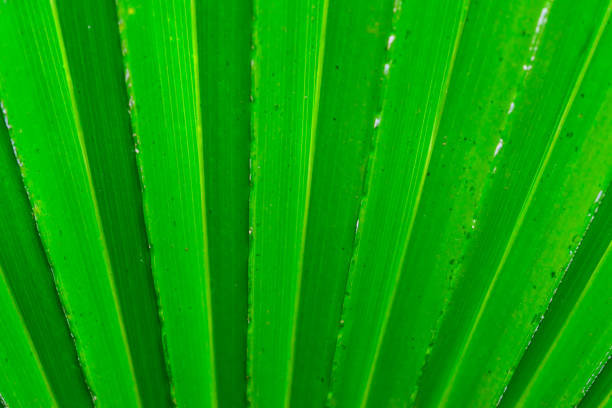 Striped texture of green palm leaf, natural background, botanical garden