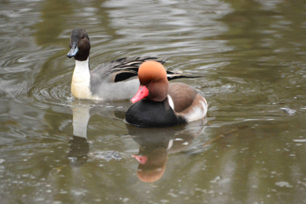 Wintercday in a pond: single red-crested pochard and pintail duck together in a pond.