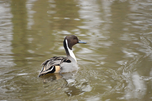 Winter day in a pond: side view of a swimming pintail duck in a pond.