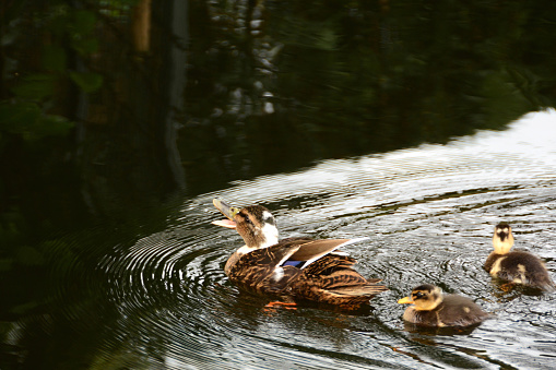 springtime in a pond : female mallard duck quacking and take car of the ducklings.
