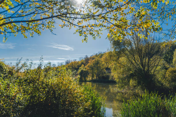 istock Spring landscape, small pond in the forest on a sunny day, sun shining through the branches of a tree 1949664111