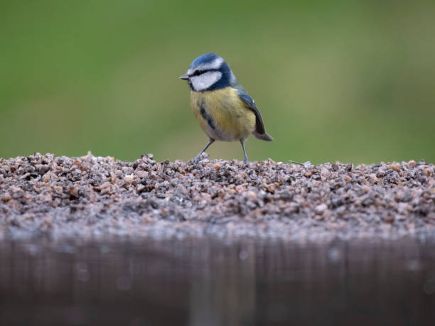 istock Blue tit, Cyanistes caeruleus 1949666190