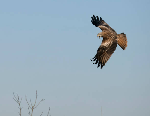 istock Red kite, Milvus milvus 1949666724