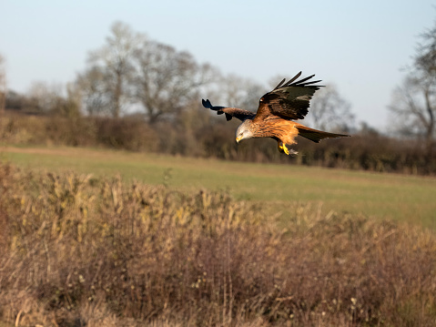 Red kite, Milvus milvus, Single bird in flight, Northamptonshire, January 2024