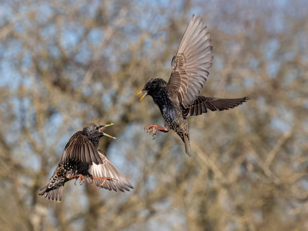 istock Common starling, Sturnus vulgaris 1949667804