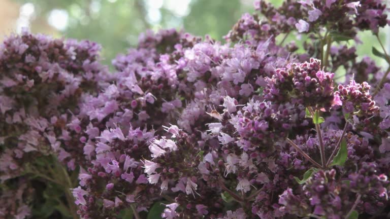 medical and spices herb marjoram\oregano blossom . macro footage