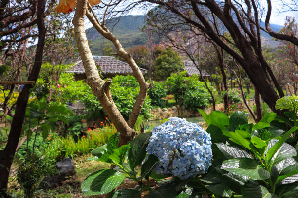 istock nature, beautiful garden, green 1949684966