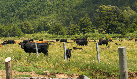 Photograph taken in Lonquimay, Chile. January 2023, Black and brown cows in the farm, surrounded by green grass and a wood fence