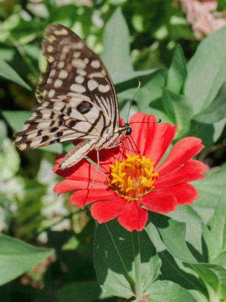 istock A butterfly and a flower 1949686059