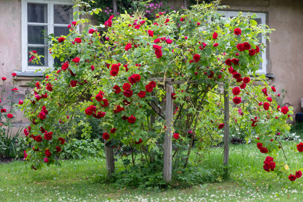 istock Red rose bush flowers on building wall background 1949686061