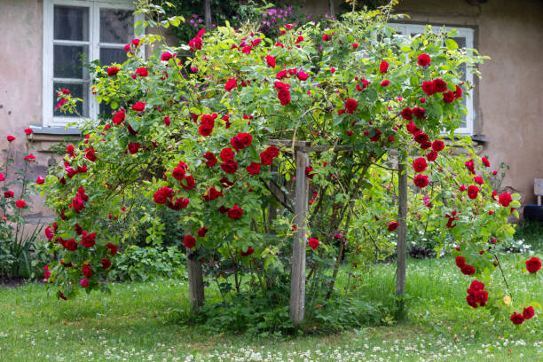 istock Red rose bush flowers on building wall background 1949686578