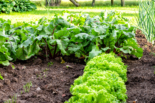Fresh lettuce growing in the country garden