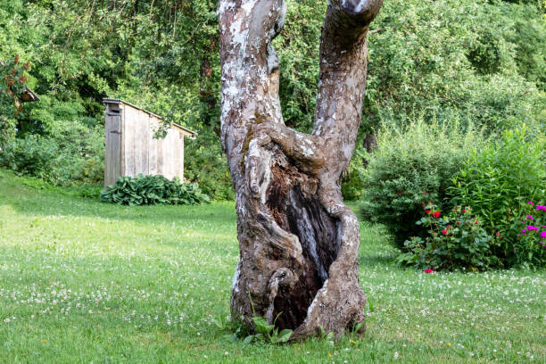 tronco de árbol viejo con núcleo vacío en el fondo del inodoro del jardín y del país - tree broken branch dividing fotografías e imágenes de stock