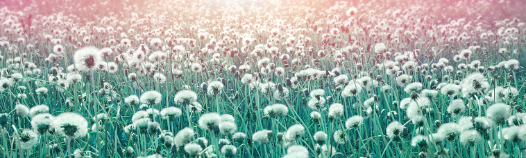 Dandelion seeds, selective and soft focus. Beautiful nature in spring and summer. Meadow with white dandelions.