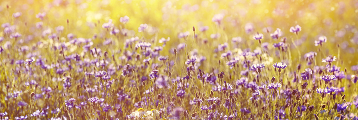 Cornflower in the field at dusk. Cornflowers in wheat field on sunset.