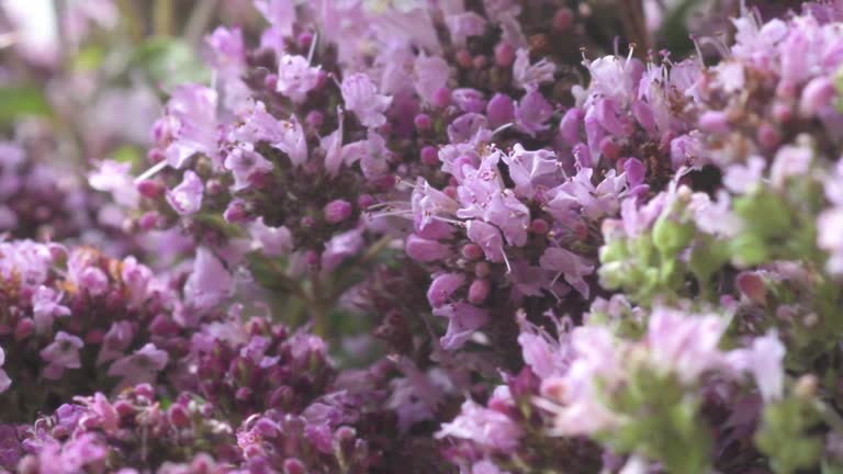 medical and spices herb marjoram\oregano blossom . macro footage