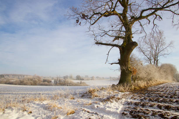 istock Old tree on a frosty day 1949692440