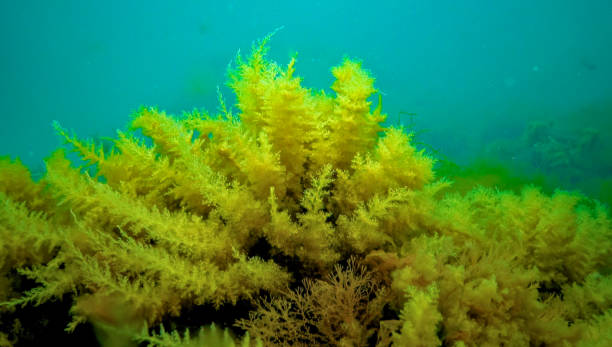 istock Black Sea, Hydroids Obelia, (coelenterates), Macrophytes Red and Green algae 1949695095