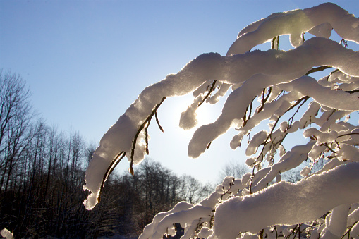 landscape with snow in sunlight, apple orchard