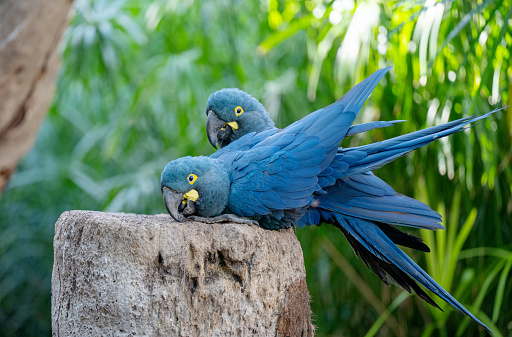 beautiful parrots in the park