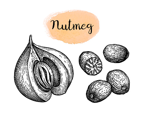 Nutmeg. Ink sketch isolated on white background. Hand drawn vector illustration. Vintage style.