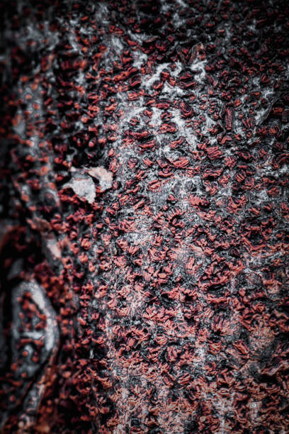 background image, abstract, photo of tree bark