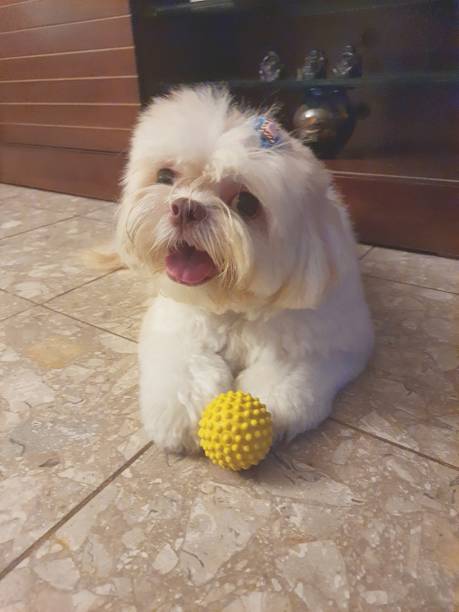 istock Dog, female Shih-tzu breed, 1949707391