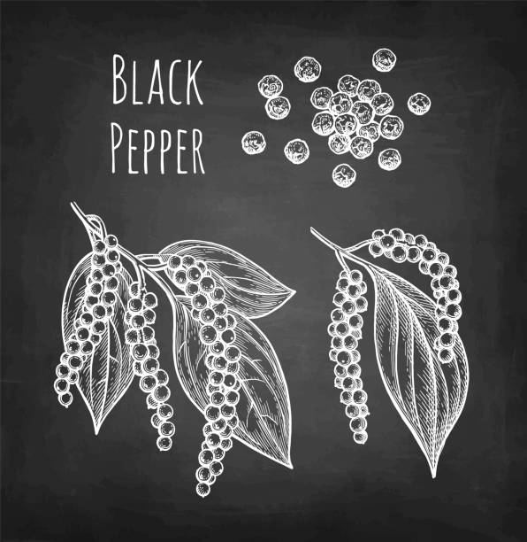 black pepper chalk sketch. - pepper spice black peppercorn white background点のイラスト素材／クリップアート素材／マンガ素材／アイコン素材