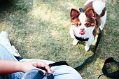 Portrait of cute chihuahua outdoors sitting on the grass, summer time with owner.