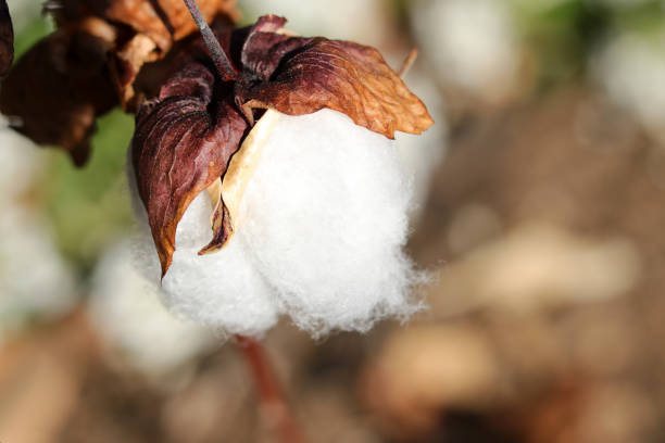 beautiful pure white cotton ready for harvest (sunny natural light + strobe macro close-up photography) - cotton flower textile macro imagens e fotografias de stock