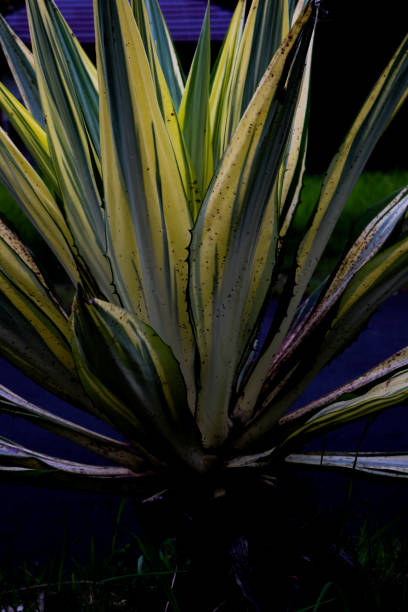 istock close up photos of plants 1949721130