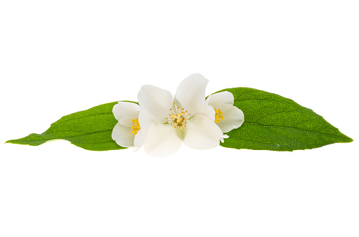 jasmine flower isolated on white background