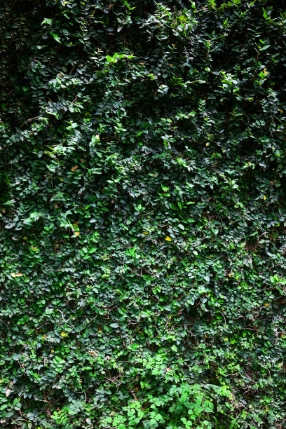istock Ivy green leave wall background 1949724273