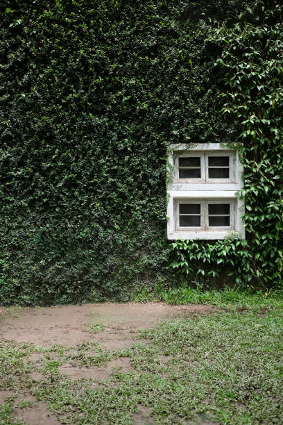 Vintage white window on ivy green leaf wall background