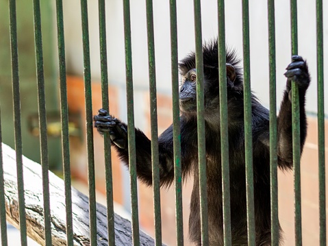 monkey behind the bars of an iron cage at the zoo