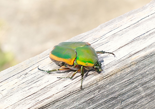 Adult Green June Beetle - Cotinus nitida - on wooden fence board.  native insects occuring from Florida to the midwest, large and attractive and harmless to humans