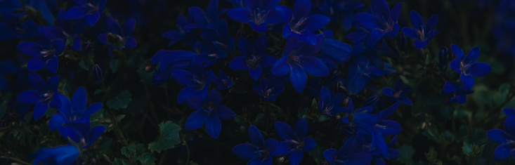 Floral background texture. Dark background banner with blue flowers. Banner