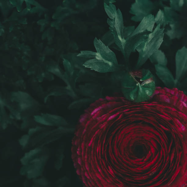 istock Floral background texture. Dark background texture with dark red peonies. 1949739835