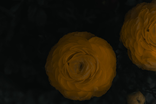 Floral background texture. Dark background banner with yellow peonies.