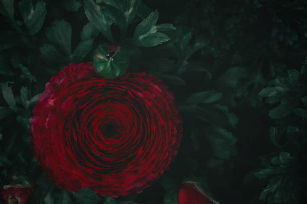 Floral background texture. Dark background texture with dark red peonies.